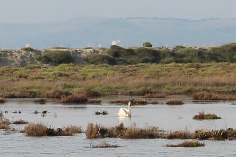 Dalmatian Pelicans