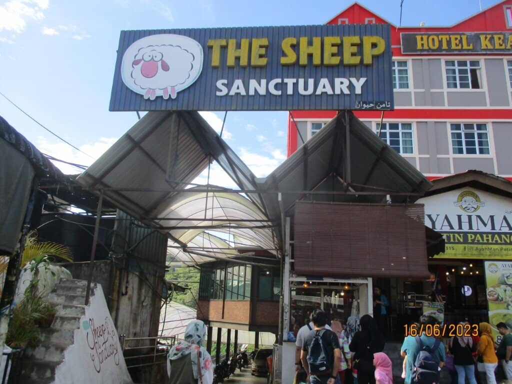 Sheep Feeding Frenzy