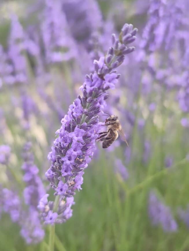 Endless Lavender Carpets