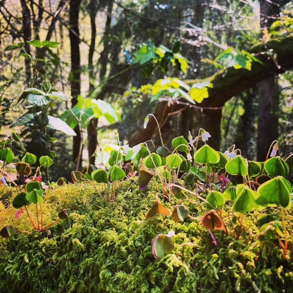 Tranquil Woodland Trails