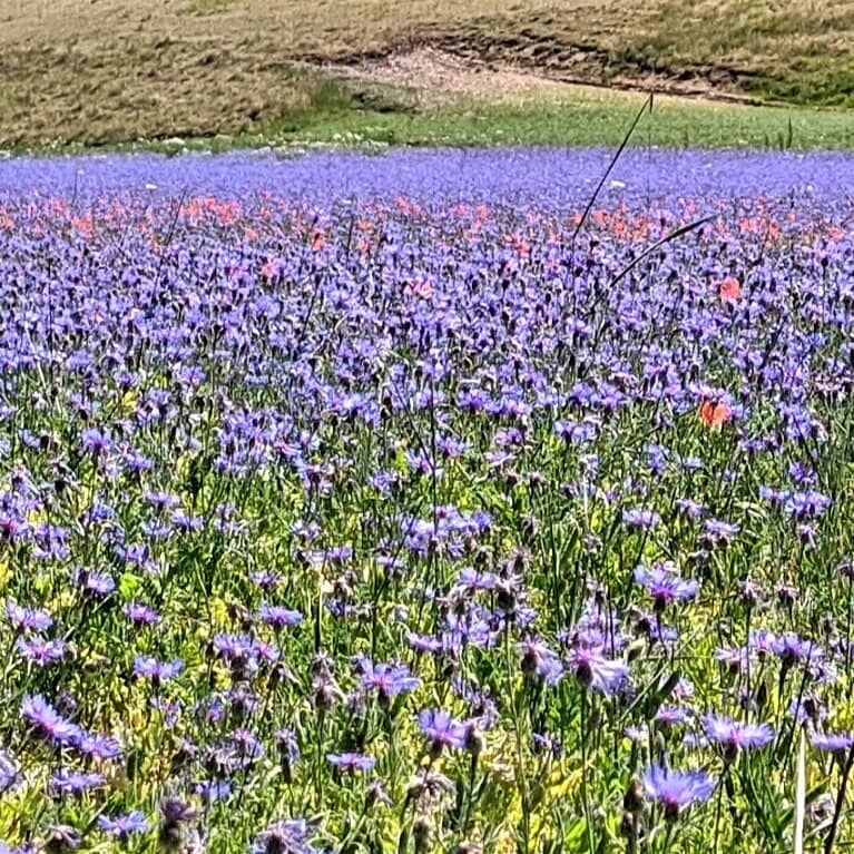The Great Bloom (La Fioritura)