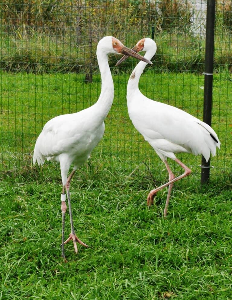 Interactive Farm Animals