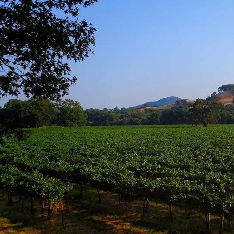 Diverse Wine Tasting Options