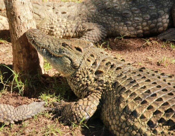 Interactive Snake Handling