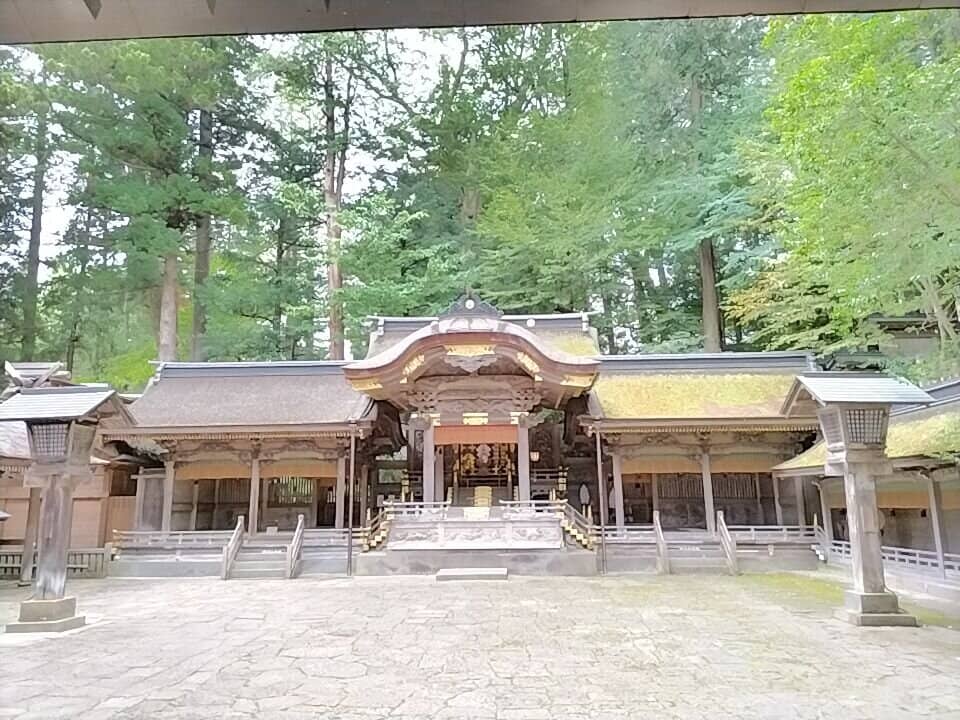 Ancient Cedar Trees