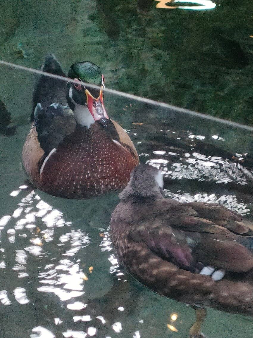 Otter & Other Wildlife Exhibits
