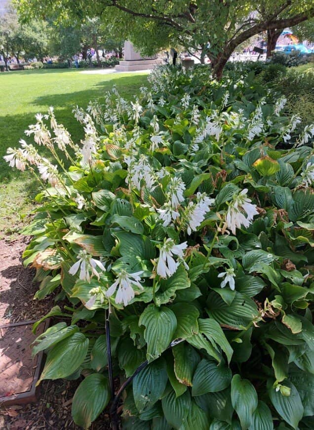 Fountain & Open Space