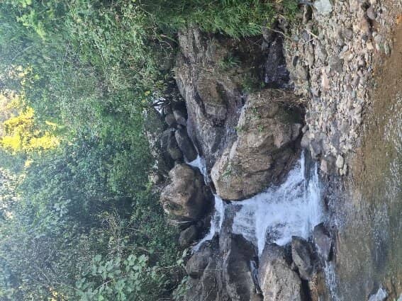 Jungle Scenery