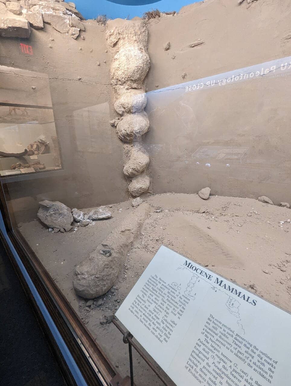 Mosasaurs and Marine Life