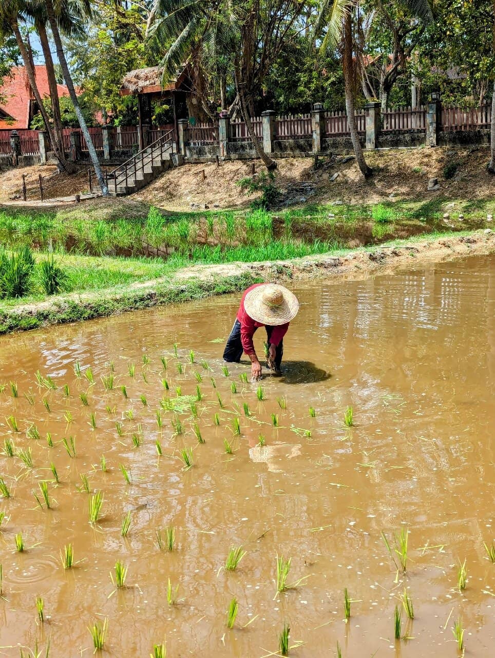 Scenic Paddy Field Views