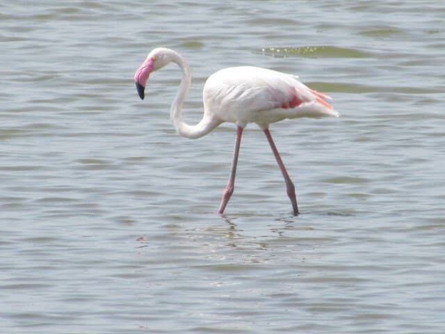 Diverse Migratory Birds