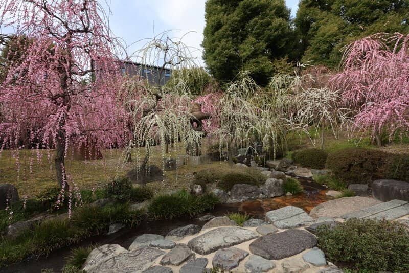 Weeping Plum Blossoms