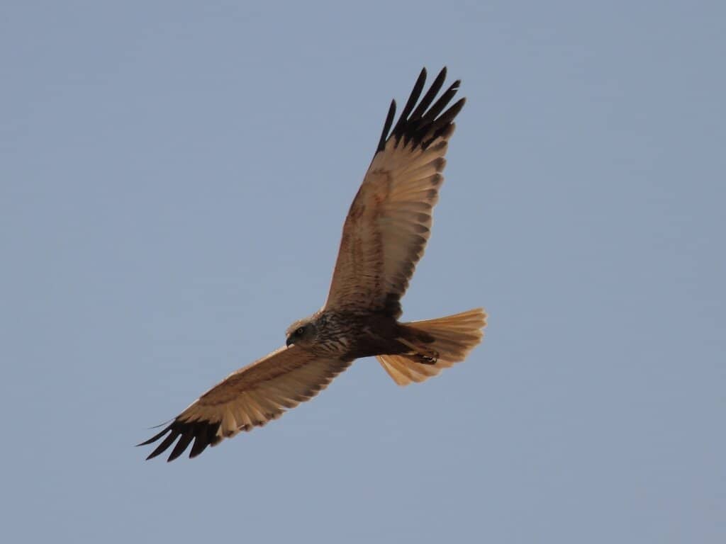 Deer and Fox Sightings