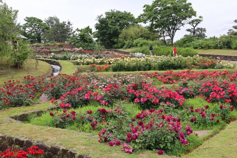 Vibrant Rose Garden
