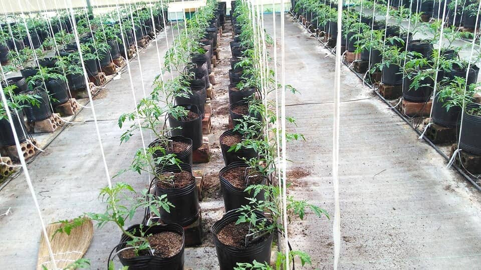 Tomato Product Tasting