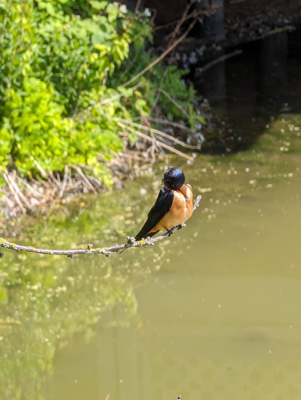 Peaceful Marshland Trails