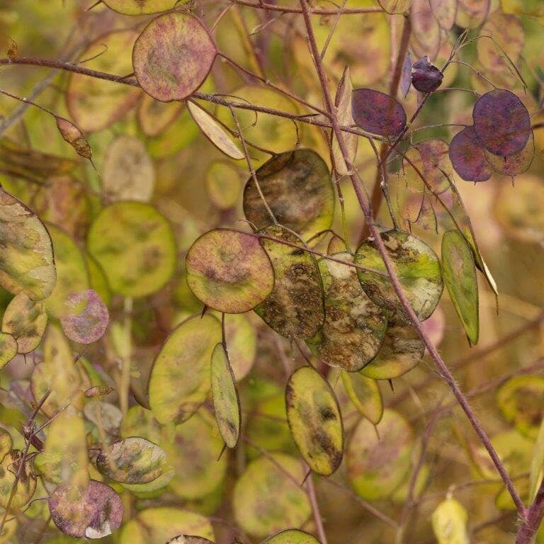 Artistic Installations