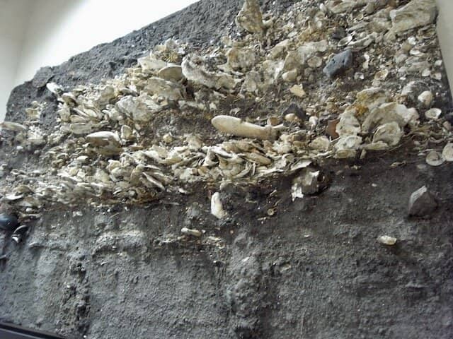 The Shell Mound Grounds