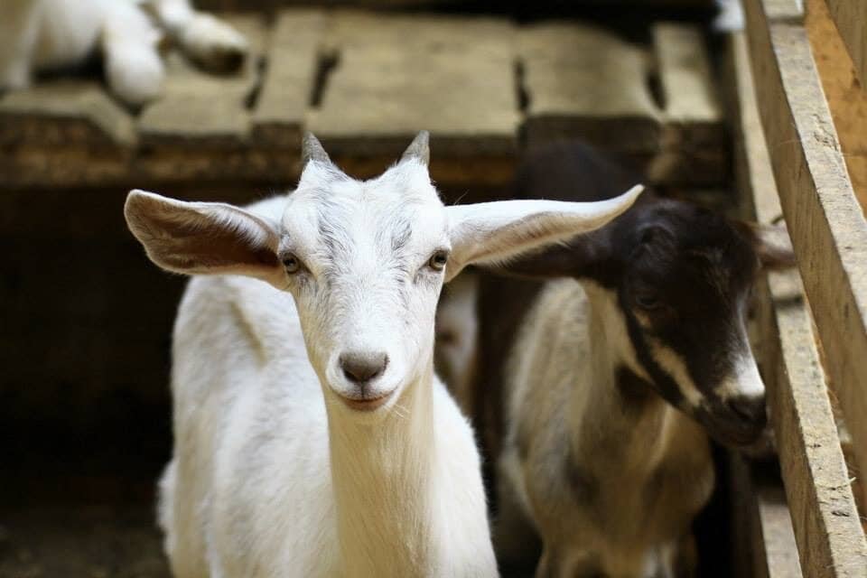 Sustainable Farm Practices