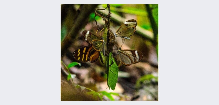 Spectacular Forest Views