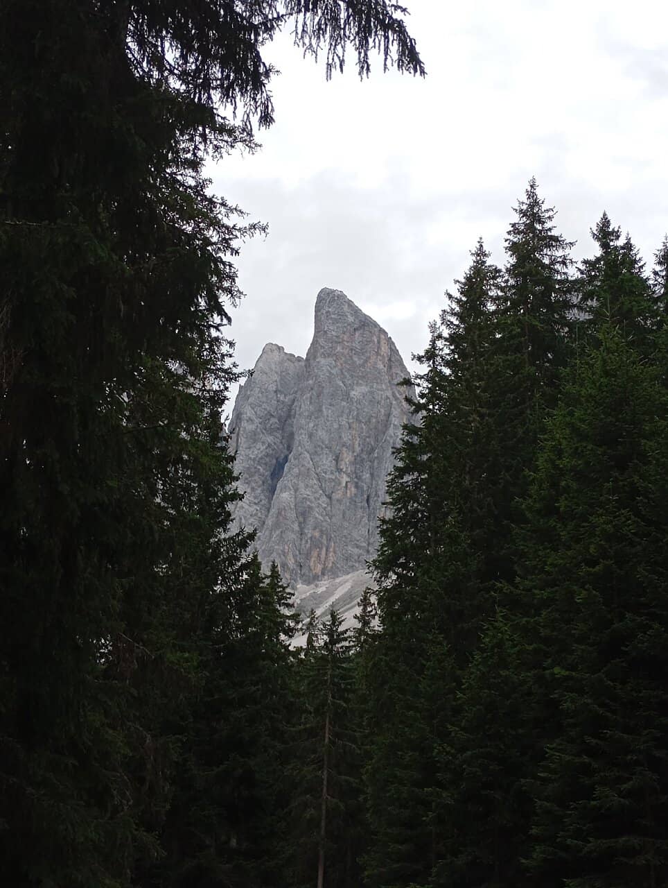 Forest and Meadow Scenery