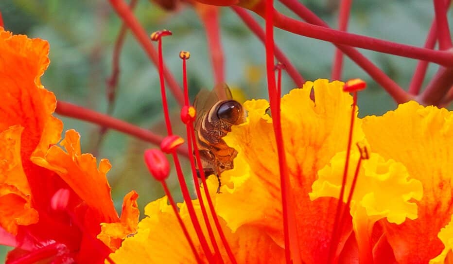 Outdoor Art Installations