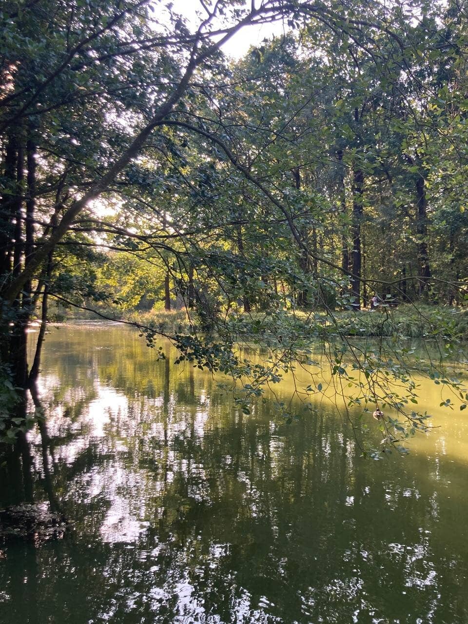 Lush Greenery