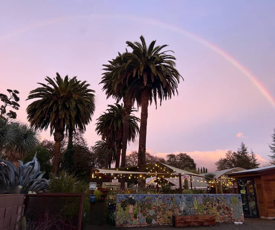 Agave isthmensis x colorata
