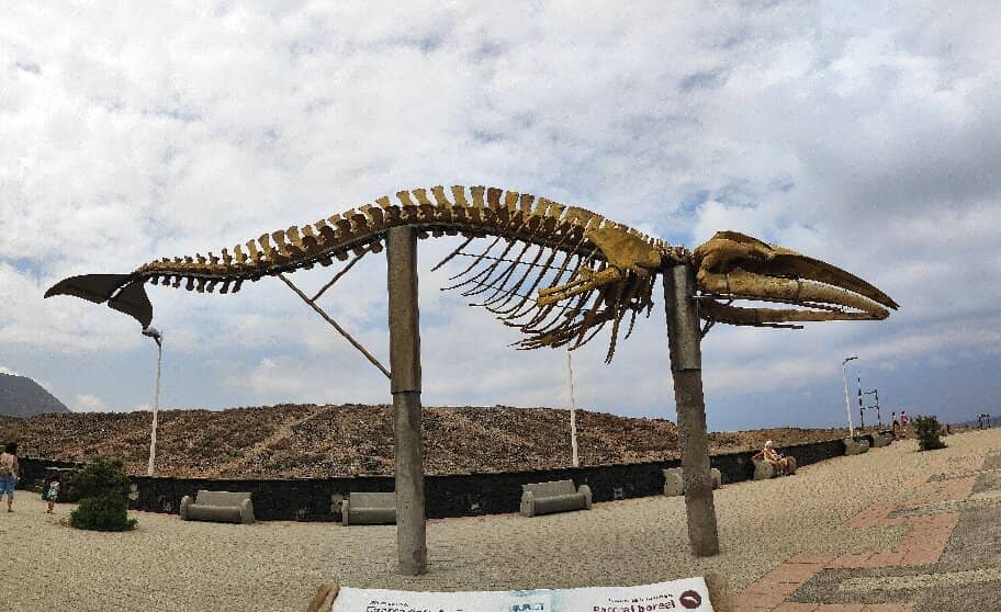 Whale Skeleton