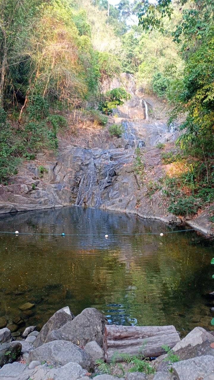 Rainforest Trail