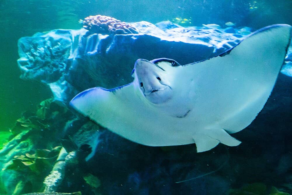 Diving Divers Feeding