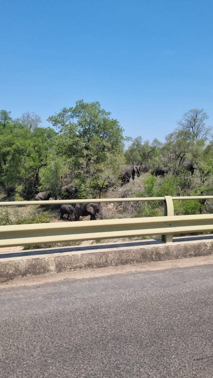 Wildlife Encounters