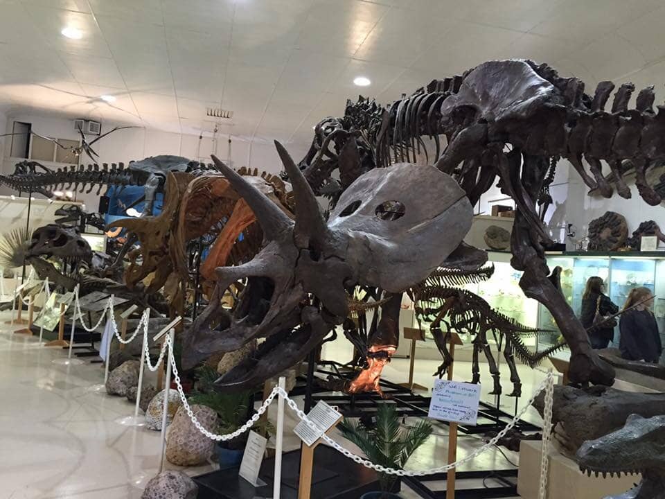 Allosaurus Premaxillary Bone