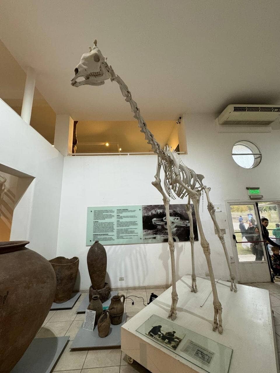 Dinosaur Skeletons