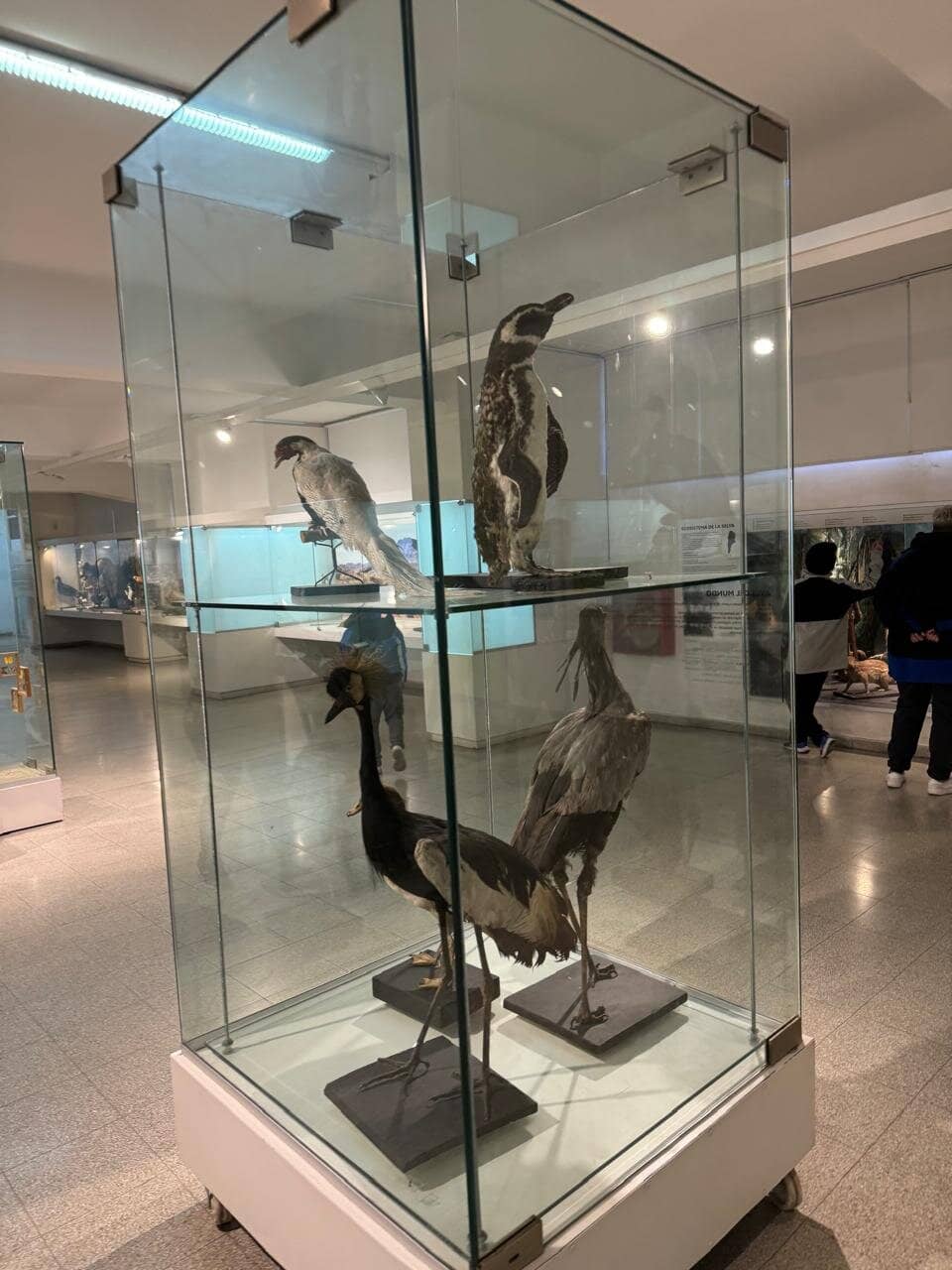 Anthropological Displays