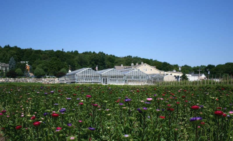 Irresistible Cider Donuts