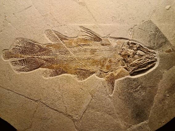 Fossil and Gemstone Exhibits