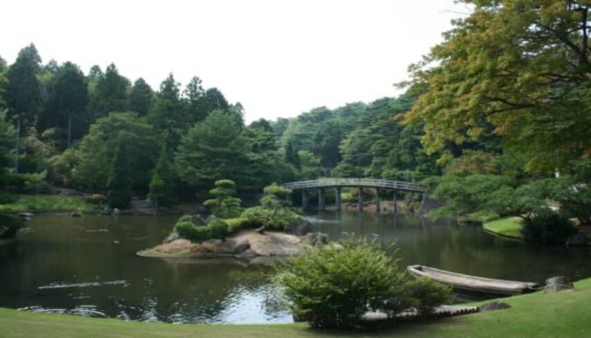 Maple Tree Illumination