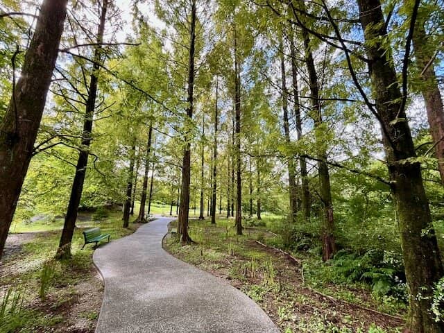 Forest Trail