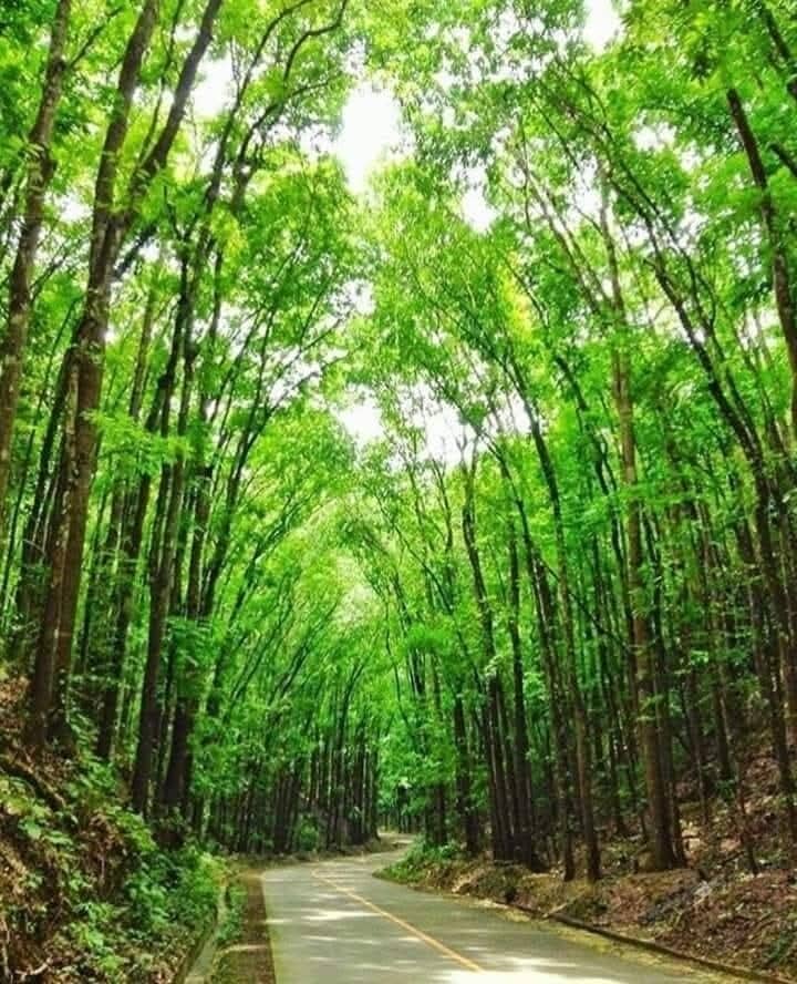 Refreshing Natural Ambiance