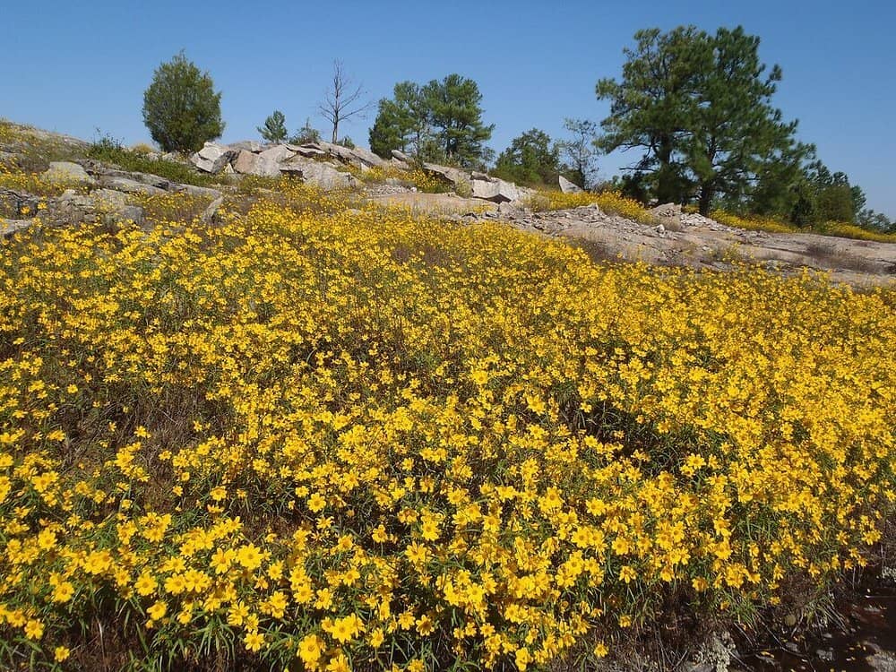 Boardwalk to the Mountain
