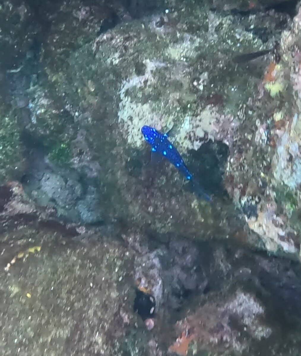 Prince Philip's Steps Trail