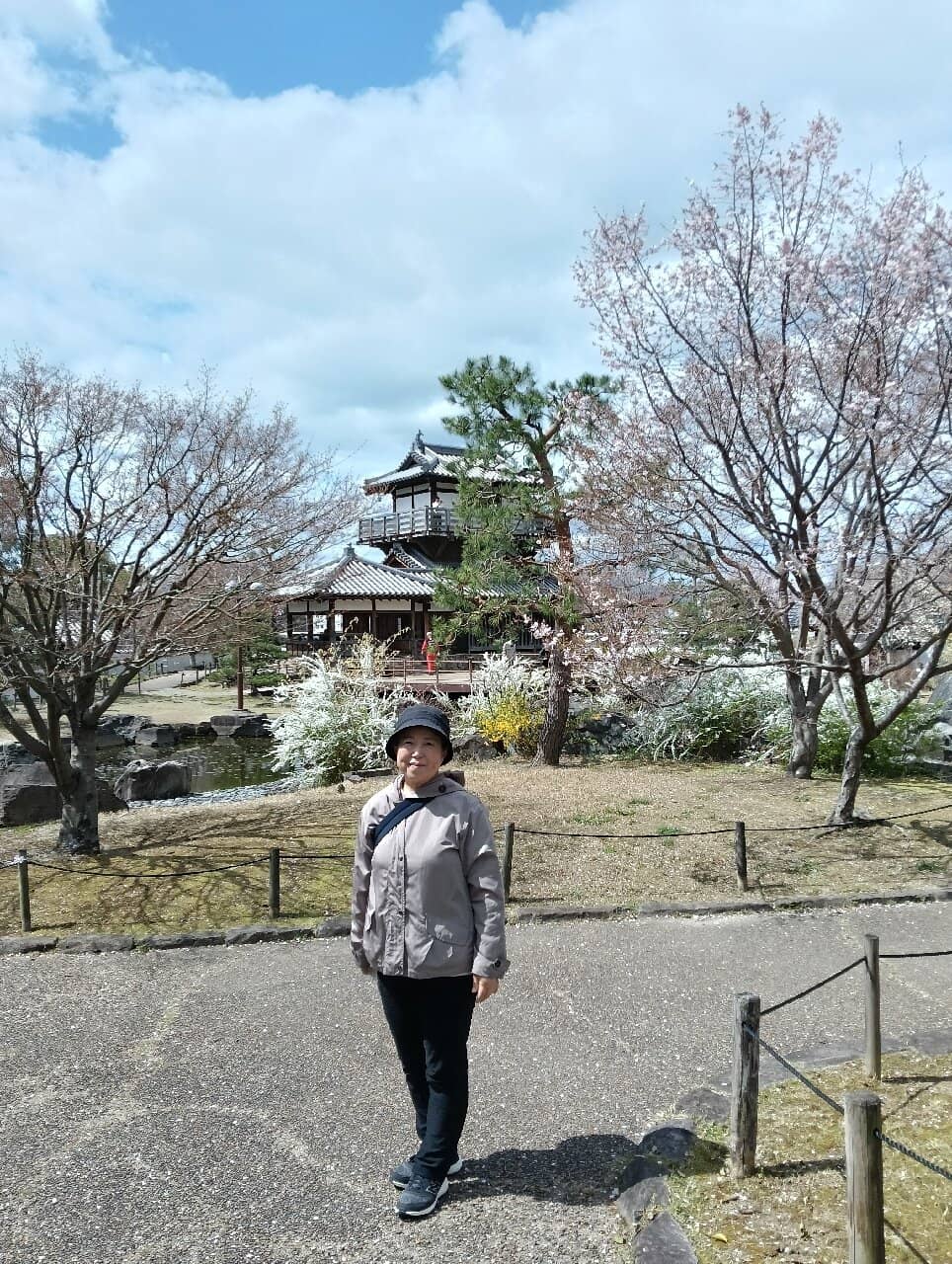 Cherry Blossoms