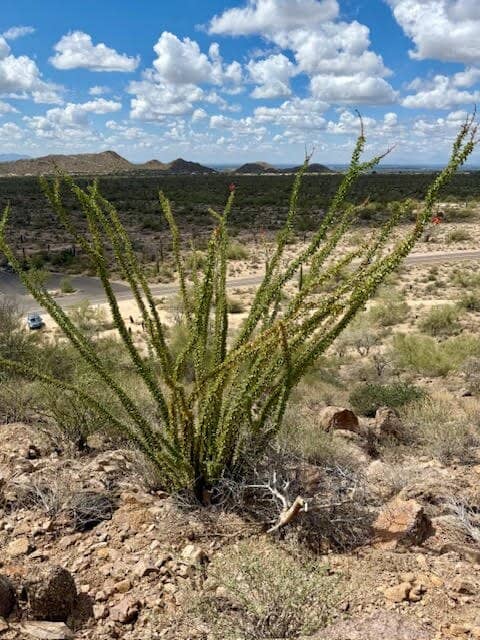 Mescal Trail