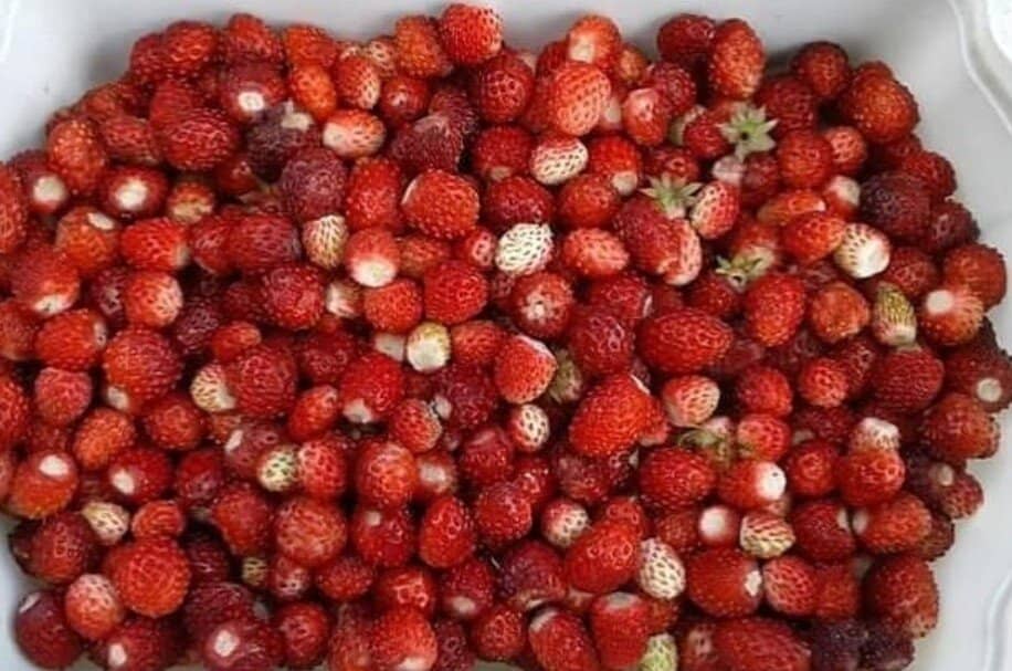 Haznedaroğlu Mansion