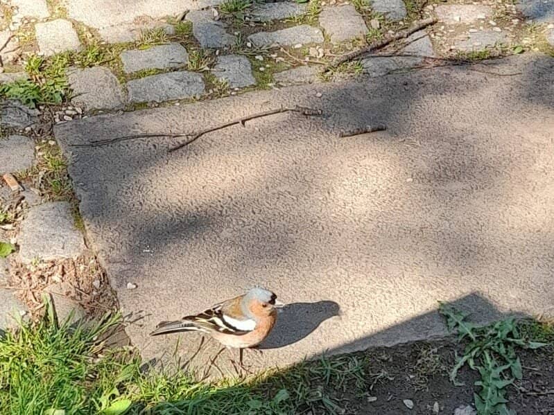 Playgrounds & Sculptures