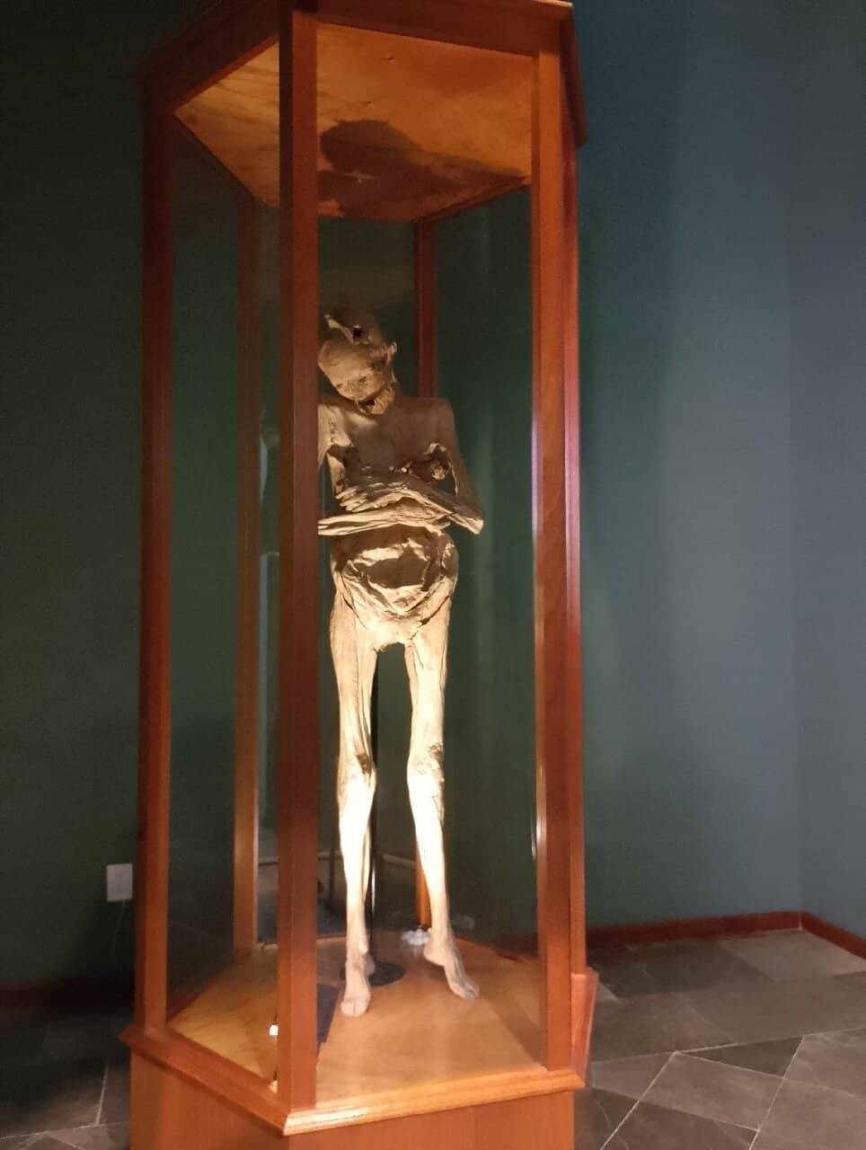 Natural History Displays