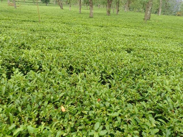 Tea Factory Tours