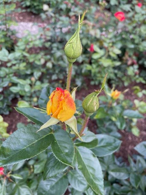 Panoramic Lake Views