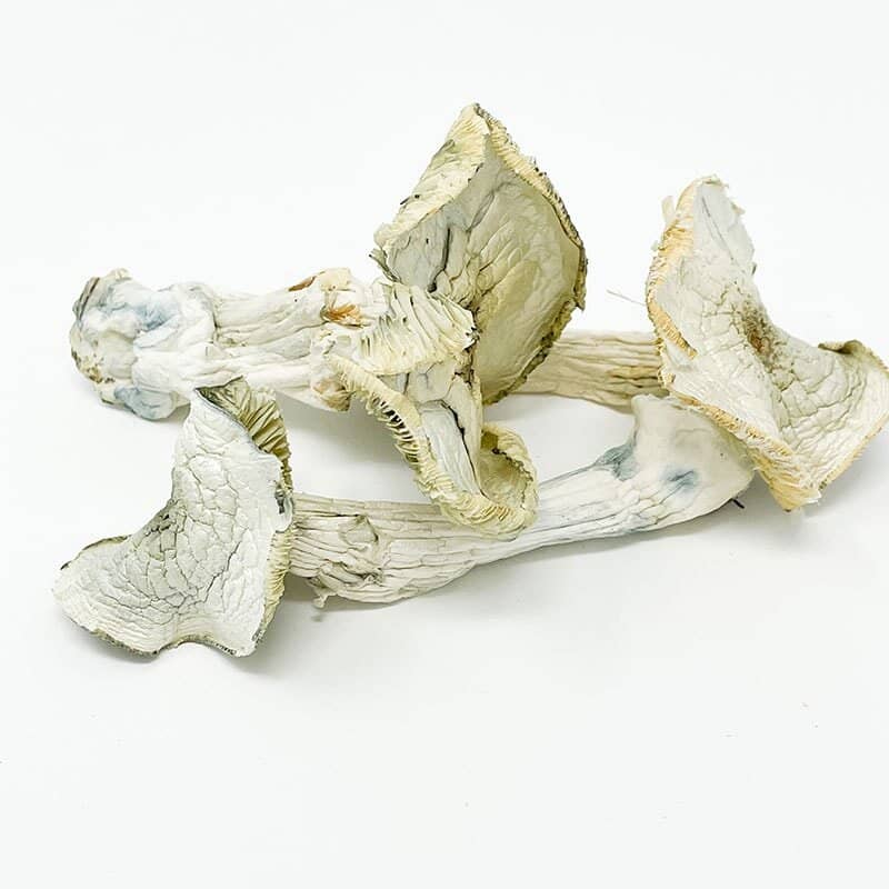 Dinosaur Skeletons